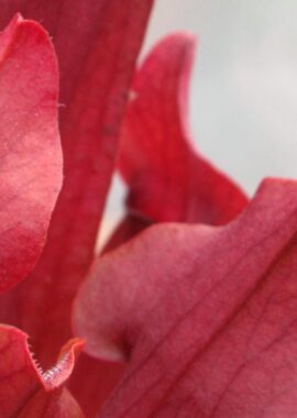 Sarracenia x Chelsonii