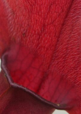 Sarracenia x Chelsonii