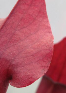 Sarracenia x Chelsonii