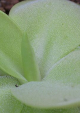 Pinguicula x 'Gina’