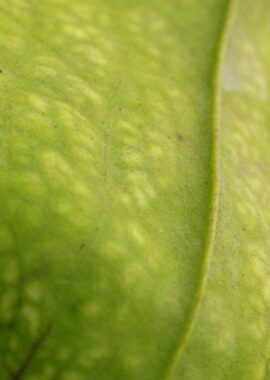 Sarracenia x Hummer Hammerhead (MK H101)