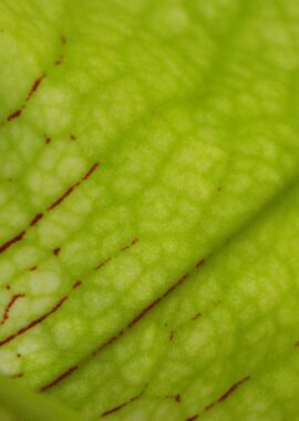 Sarracenia x Hummer Hammerhead (MK H101)