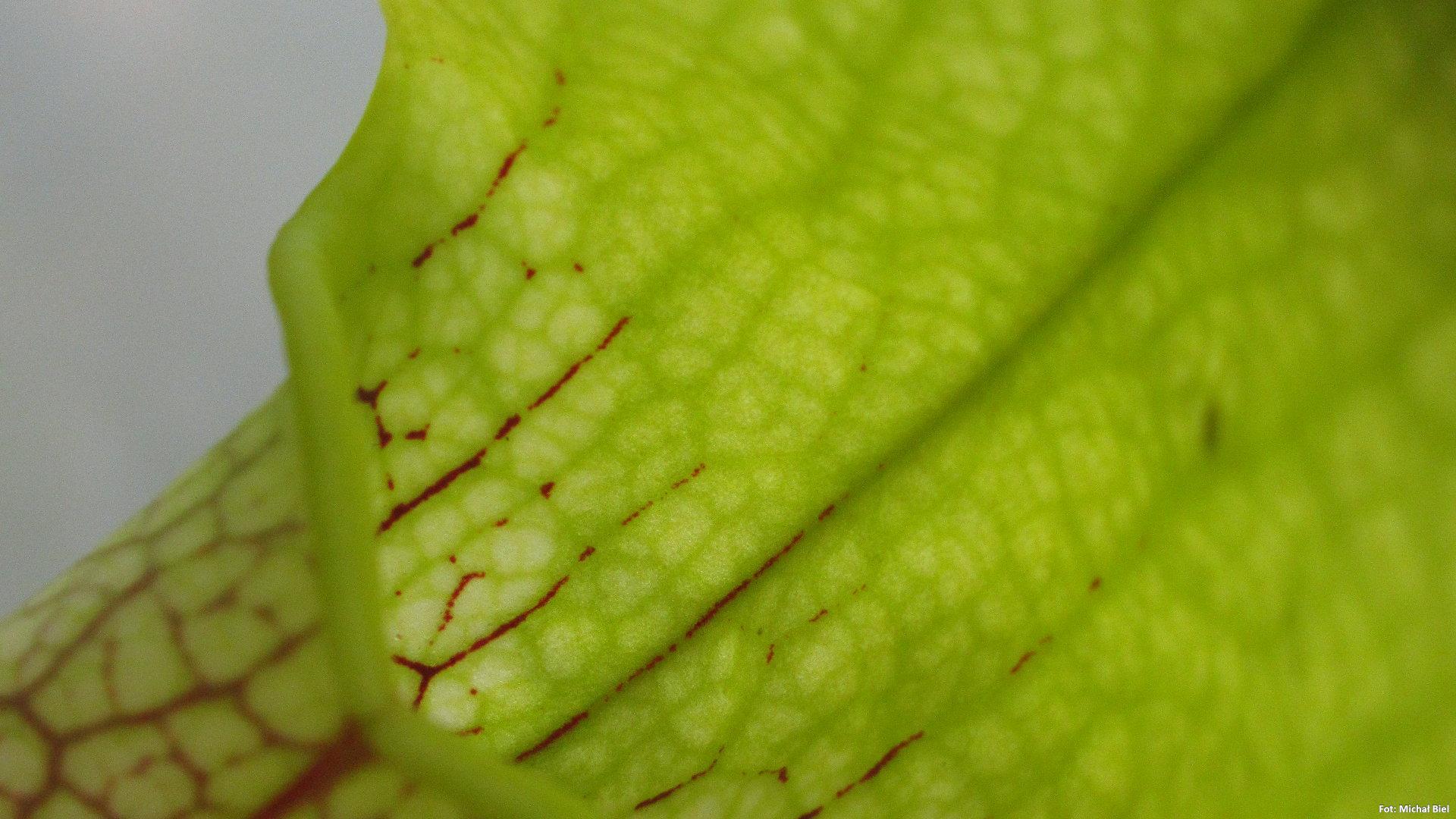 Sarracenia x Hummer Hammerhead (MK H101)