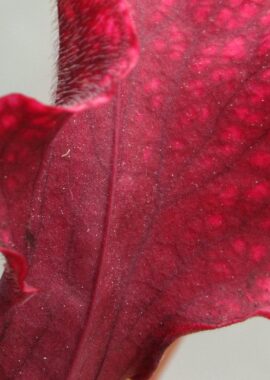 Sarracenia x Judith Hindle