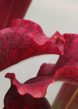 Sarracenia x Judith Hindle