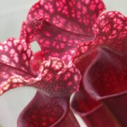 Sarracenia x Judith Hindle