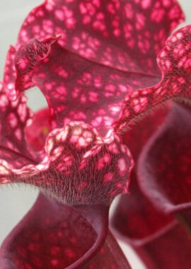 Sarracenia x Judith Hindle