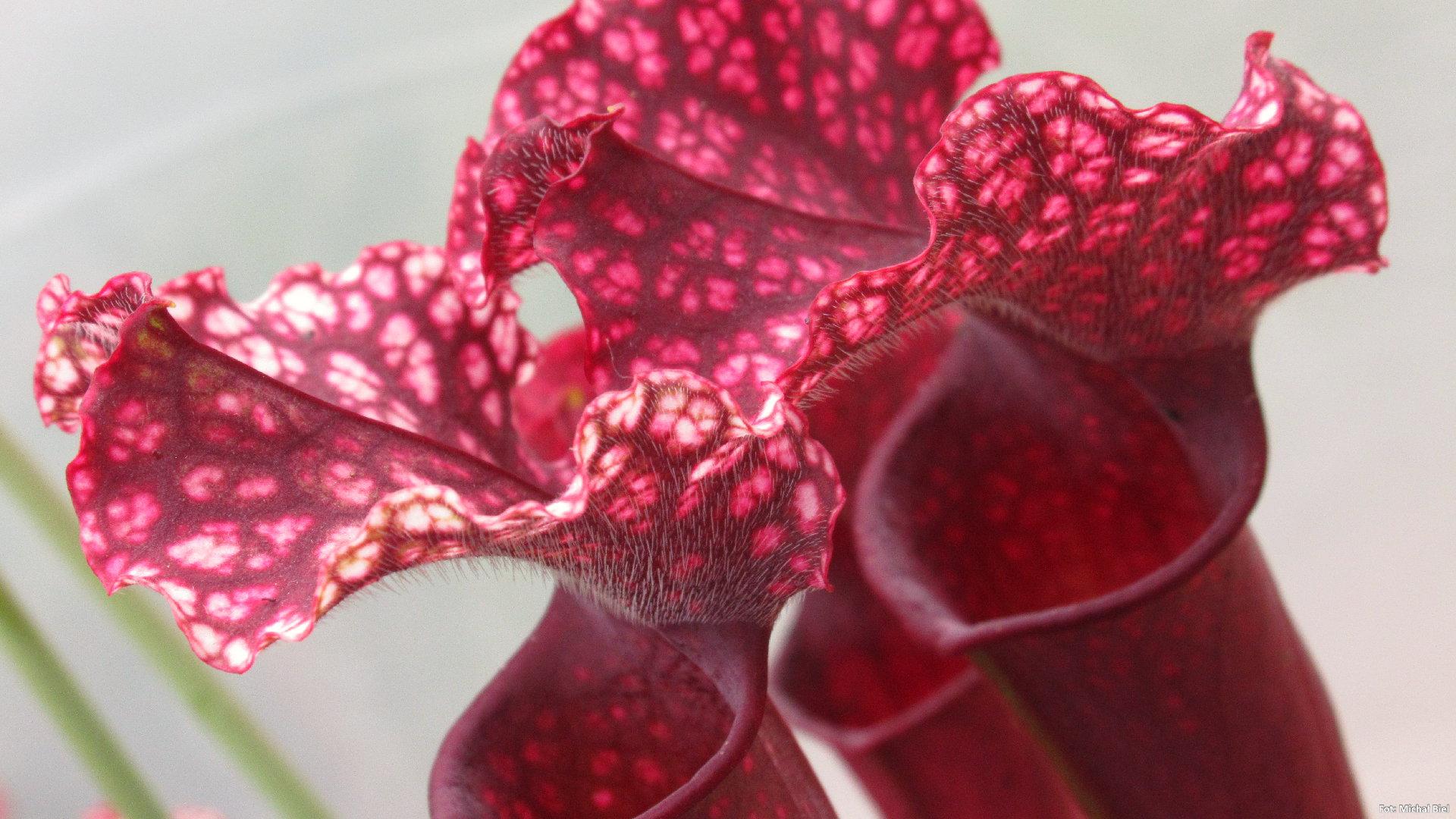 Sarracenia x Judith Hindle
