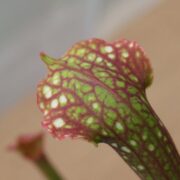Sarracenia x Ladies in waiting