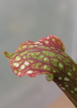 Sarracenia x Ladies in waiting