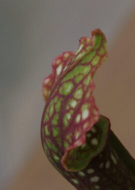 Sarracenia x Ladies in waiting