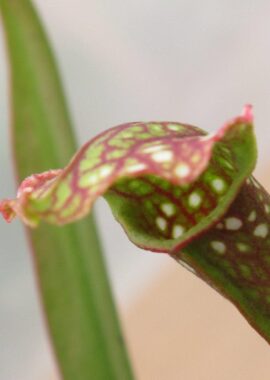 Sarracenia x Ladies in waiting