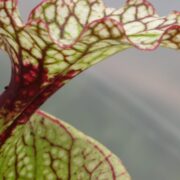 Sarracenia x Leah Wilkerson