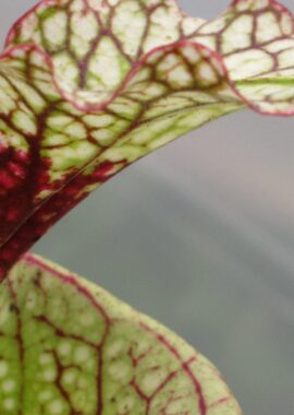 Sarracenia x Leah Wilkerson