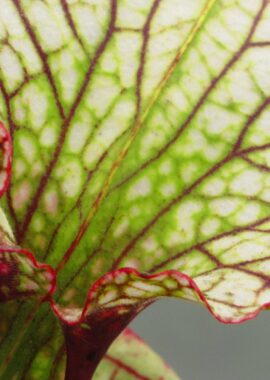Sarracenia x Leah Wilkerson