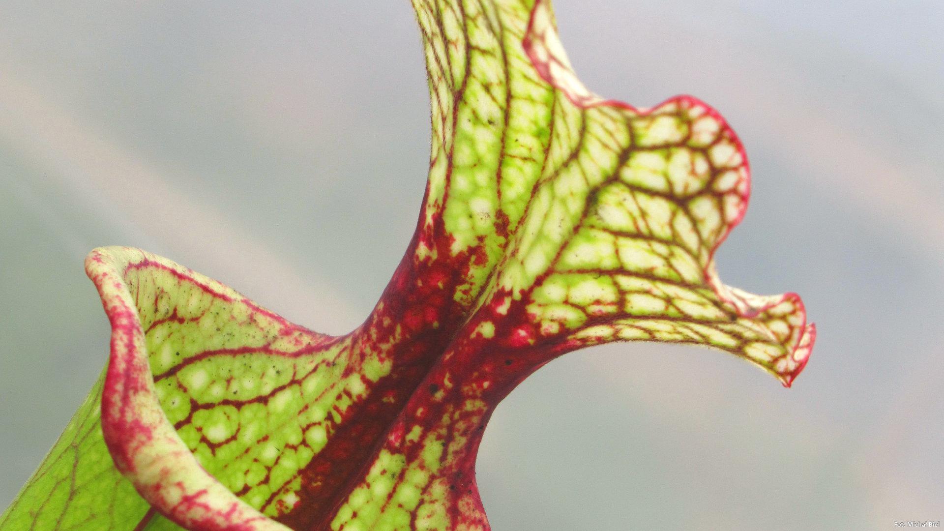 Sarracenia x Leah Wilkerson