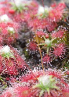 Drosera x Legrandii