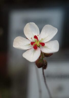 Drosera x Legrandii