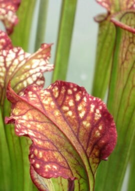 Sarracenia x Lynda Butt