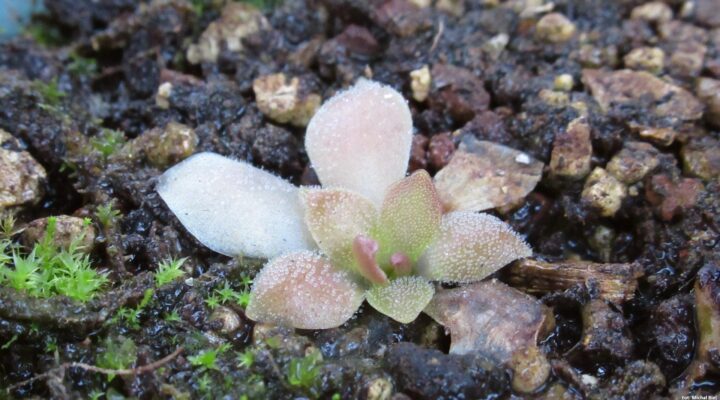 Pinguicula x 'Marciano’