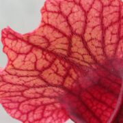 Sarracenia x Mitchelliana