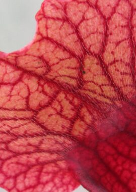 Sarracenia x Mitchelliana