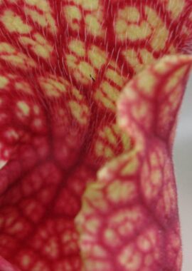 Sarracenia x Mitchelliana