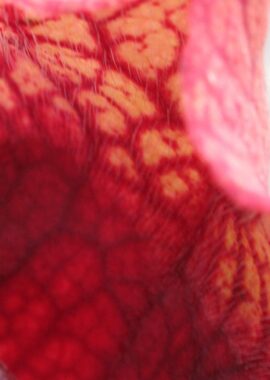 Sarracenia x Mitchelliana