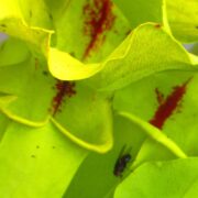 Sarracenia x San Giant