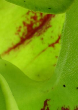 Sarracenia x San Giant