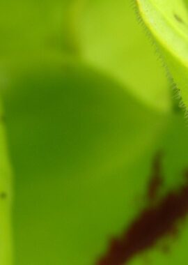 Sarracenia x San Giant