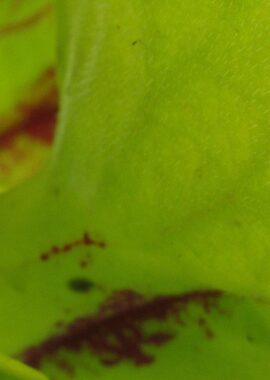 Sarracenia x San Giant