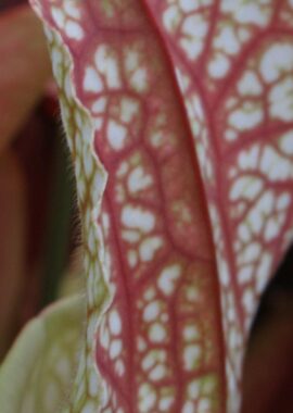 Sarracenia x Skywatcher