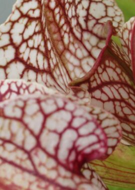 Sarracenia x Skywatcher