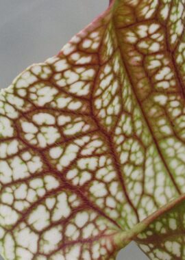 Sarracenia x Skywatcher