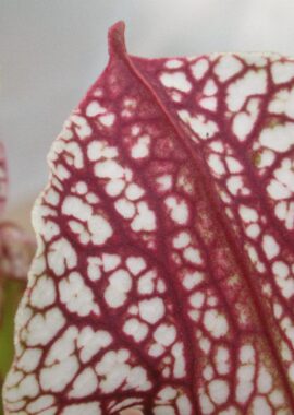 Sarracenia x Skywatcher