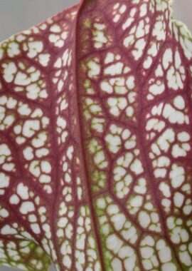 Sarracenia x Skywatcher
