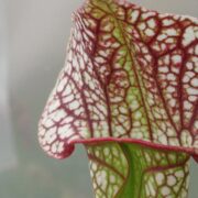 Sarracenia x Skywatcher
