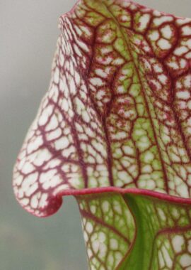 Sarracenia x Skywatcher