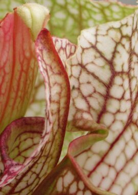 Sarracenia x Skywatcher