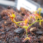 Drosera yilgarnensis