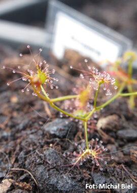 Drosera yilgarnensis