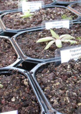 Zdjęcie kolekcji tłustoszy.