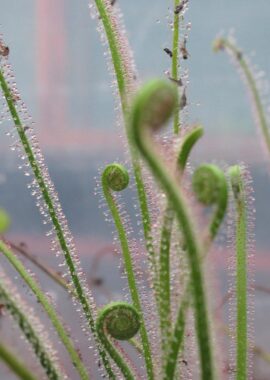 Drosera filiformis {Wharton}