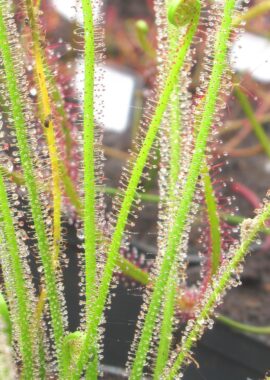 Drosera filiformis {Wharton}