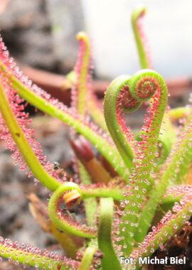 Drosera filiformis