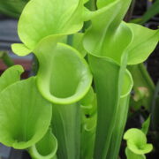 Sarracenia flava var. maxima {North Carolina}