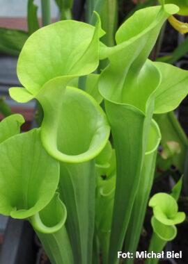 Sarracenia flava var. maxima {North Carolina}