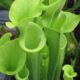 Sarracenia flava var. maxima