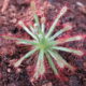 Drosera neocaledonica